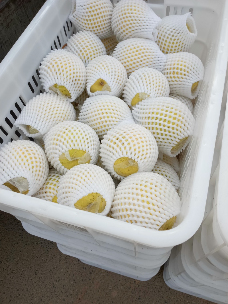阳信膜代鸭梨