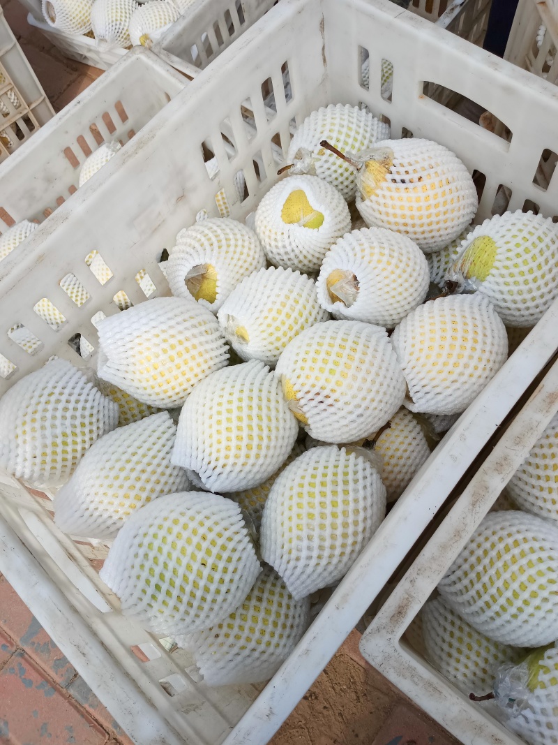 阳信膜代鸭梨