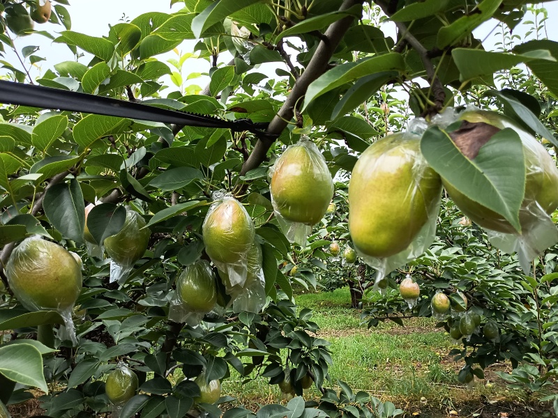 阳信膜代鸭梨