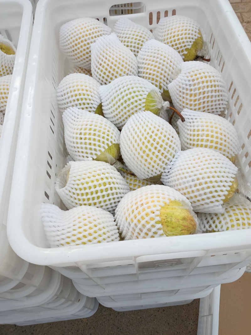 阳信膜代鸭梨