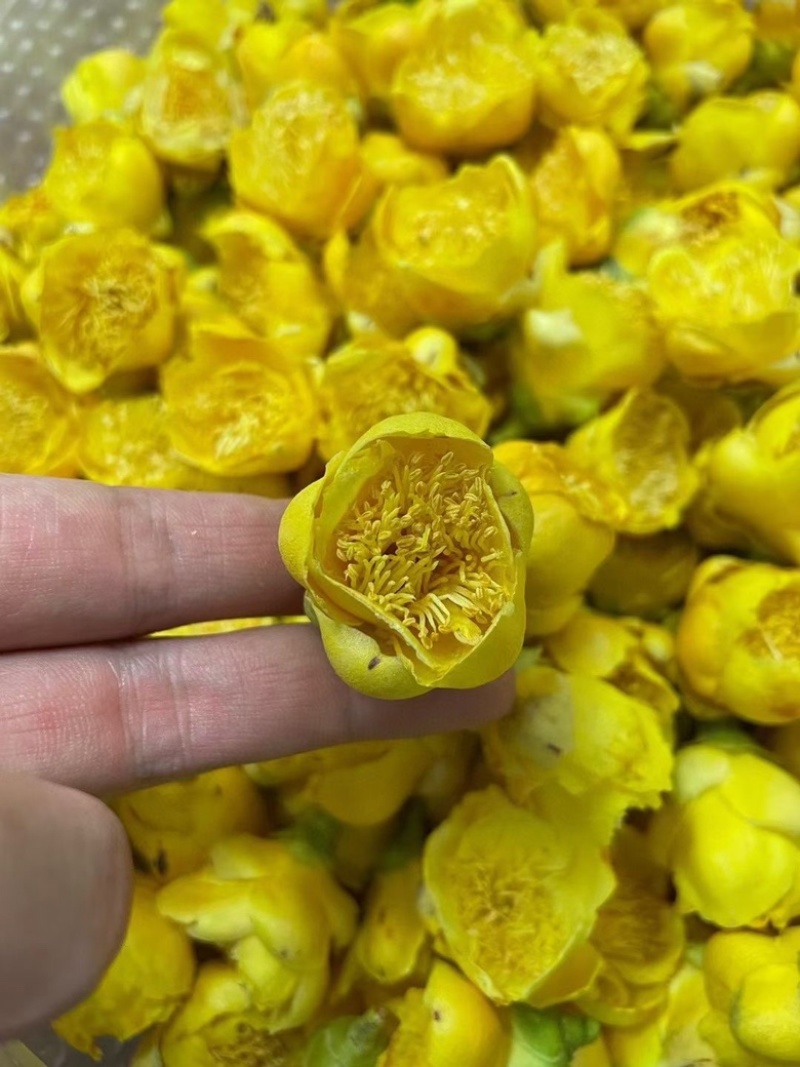 金花茶批发产地直销金茶花直供对接电商直播