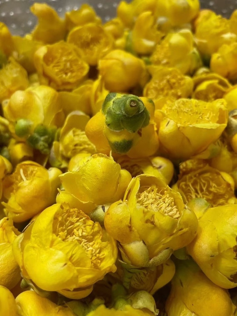 金花茶批发产地直销金茶花直供对接电商直播