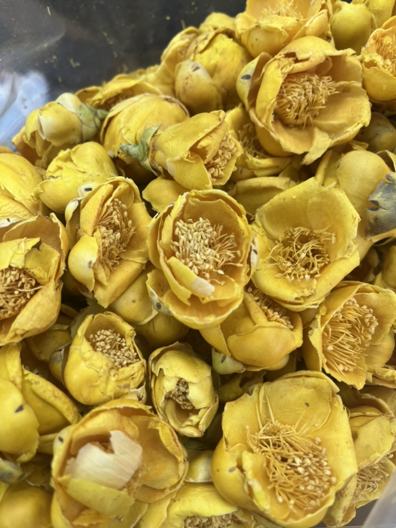 金花茶批发产地直销金茶花直供对接电商直播