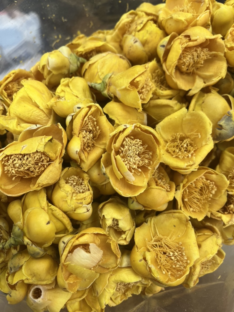金花茶批发产地直销金茶花直供对接电商直播