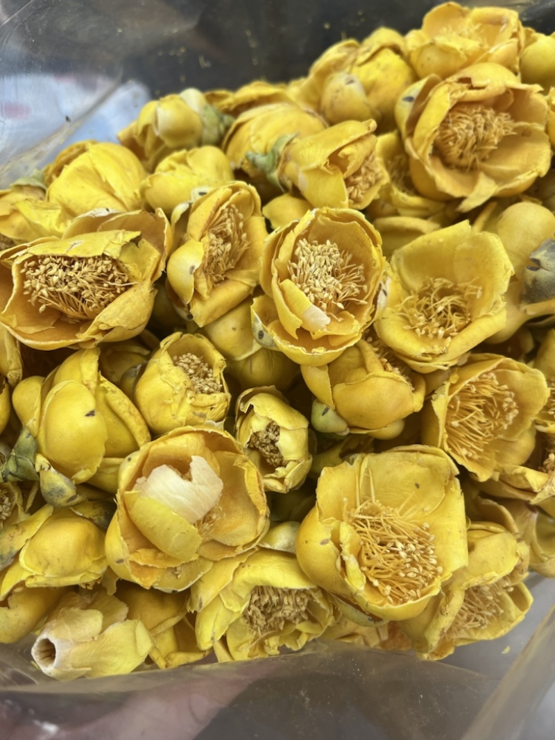 金花茶批发产地直销金茶花直供对接电商直播