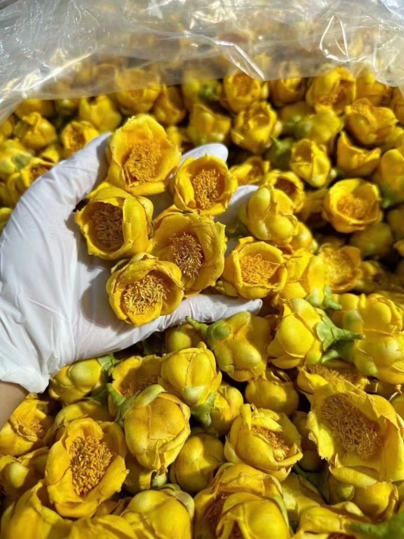 金花茶批发产地直销金茶花直供对接电商直播