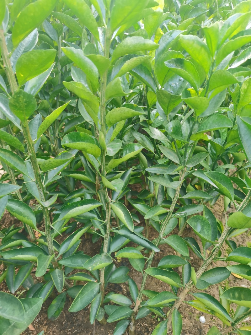 瓯柑苗，温州瓯柑柑桔苗，建瓯瓯柑一年生苗，自产自销。