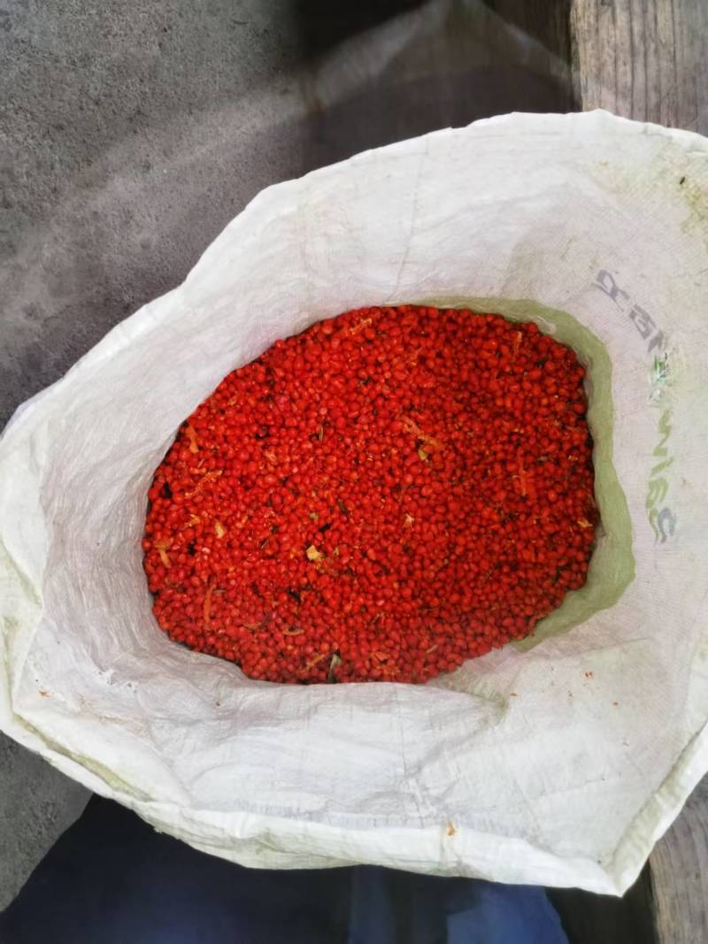 提供优质少量滇重楼种子，低价处理，先到先得！