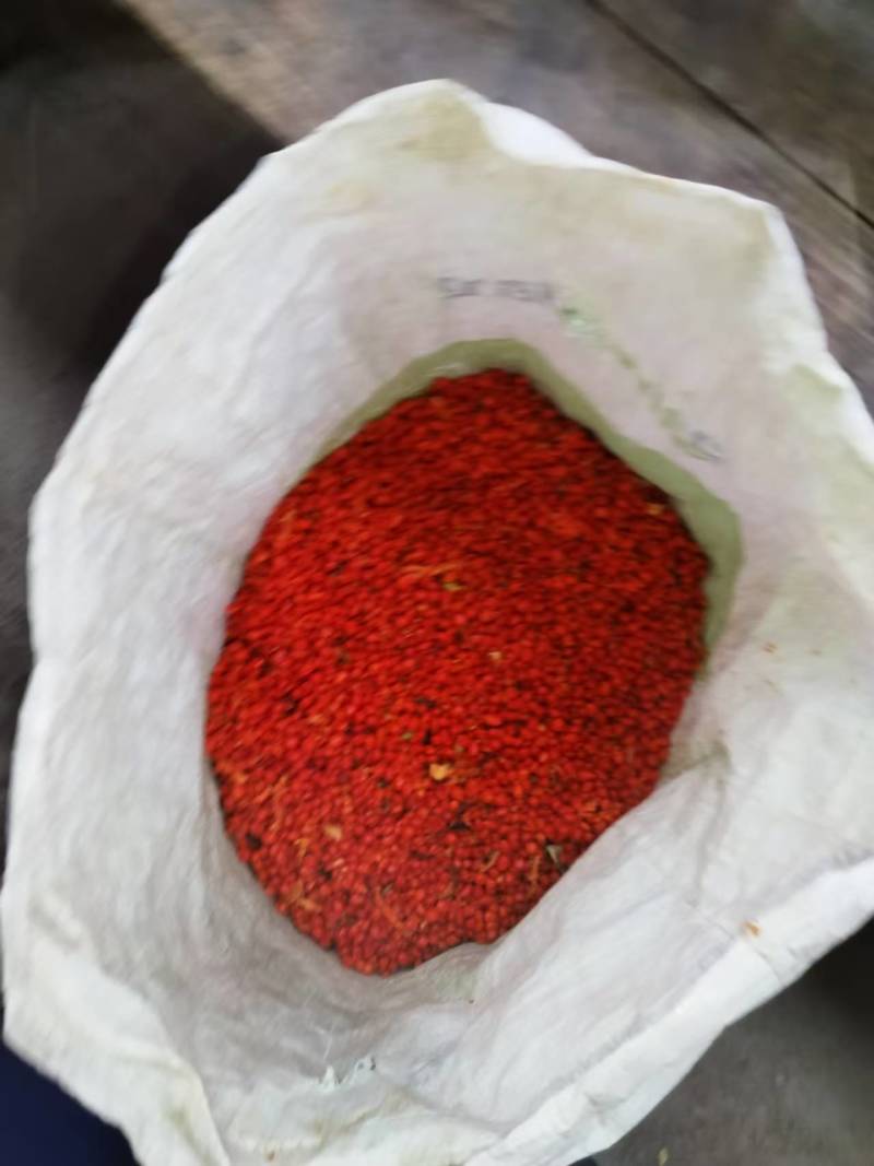 提供优质少量滇重楼种子，低价处理，先到先得！