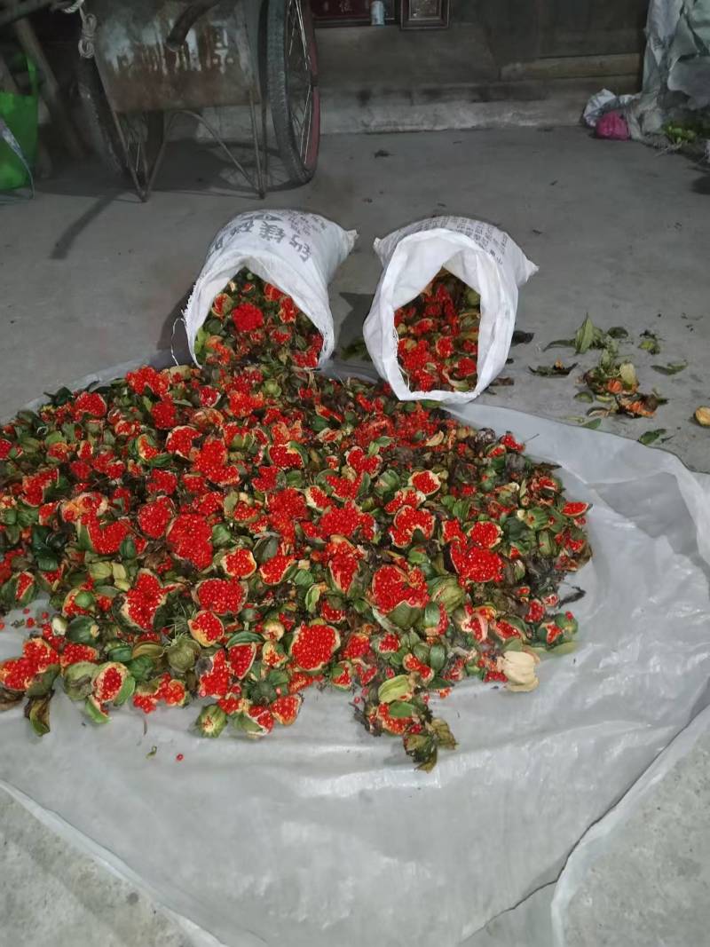 提供优质少量滇重楼种子，低价处理，先到先得！