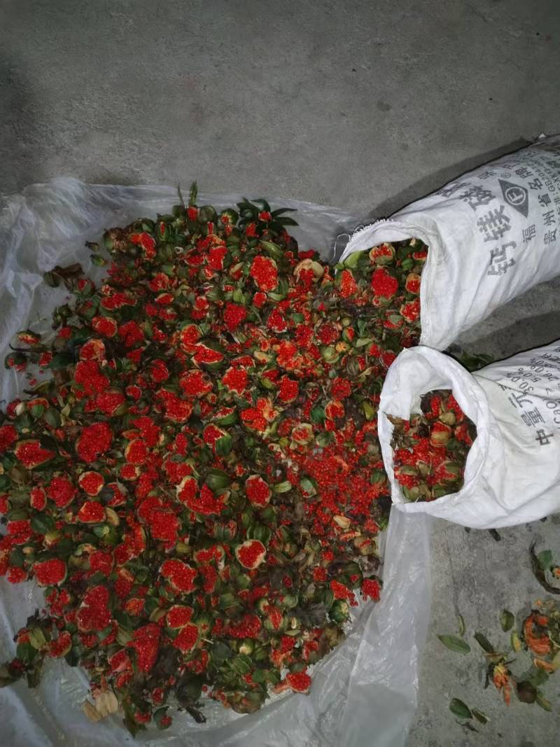 提供优质少量滇重楼种子，低价处理，先到先得！
