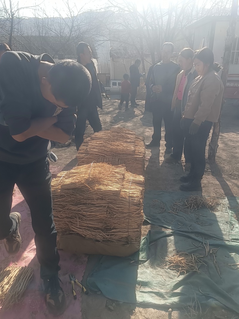 岷县精品无硫党参，产地发货，高山高海拔种植，可视频看货