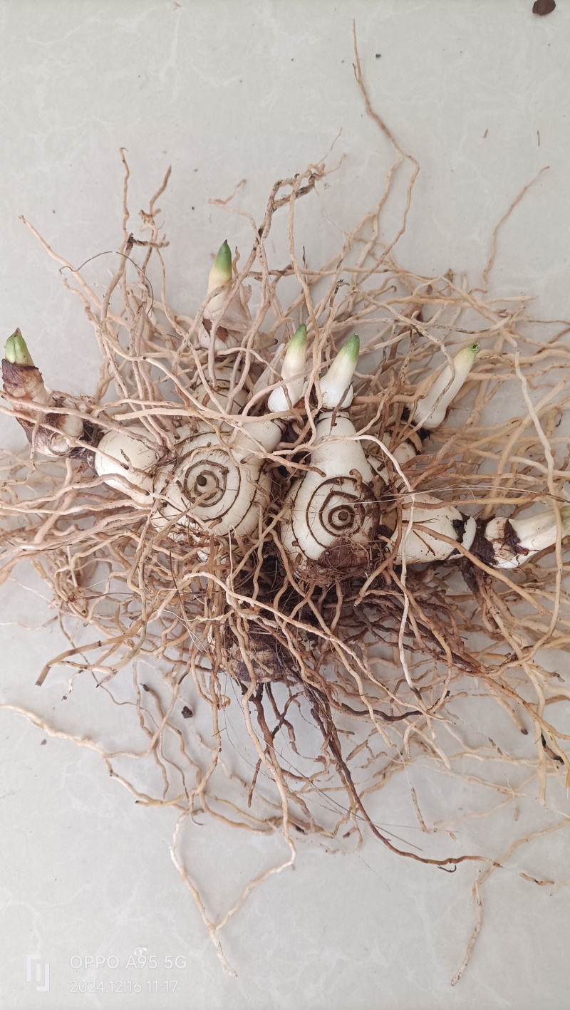 新鲜白芨，***无添加，健康美味，**特惠！