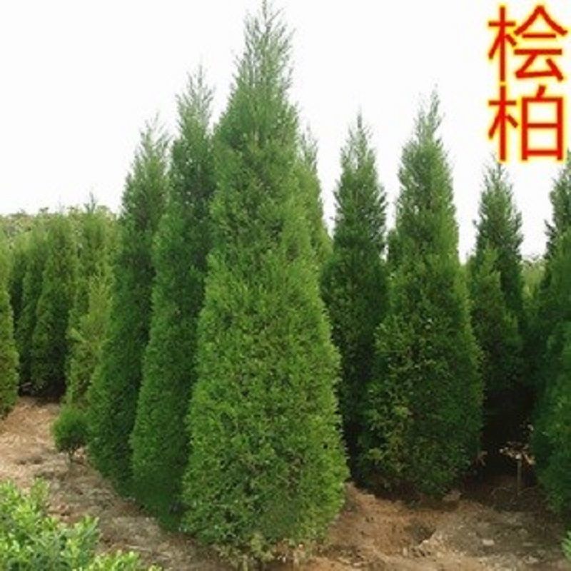 塔柏蜀桧桧柏苗基地直销大小规格齐全一手货源