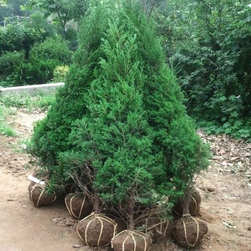 塔柏蜀桧桧柏苗基地直销大小规格齐全一手货源