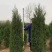 塔柏蜀桧桧柏苗基地直销大小规格齐全一手货源