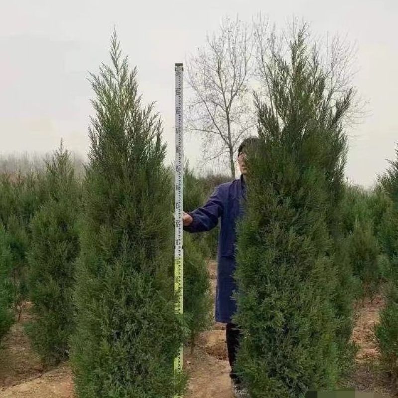 塔柏蜀桧桧柏苗基地直销大小规格齐全一手货源