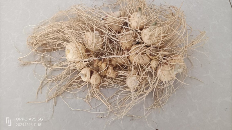 新鲜黄精，大量供应，健康美味，品质保证，速来选购！