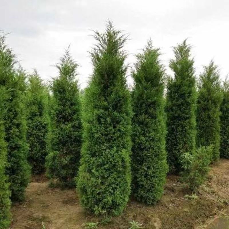 塔柏(蜀桧)桧柏塔柏树苗基地直供一手货源