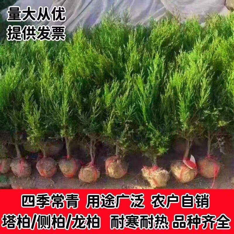 塔柏(蜀桧)桧柏塔柏树苗基地直供一手货源