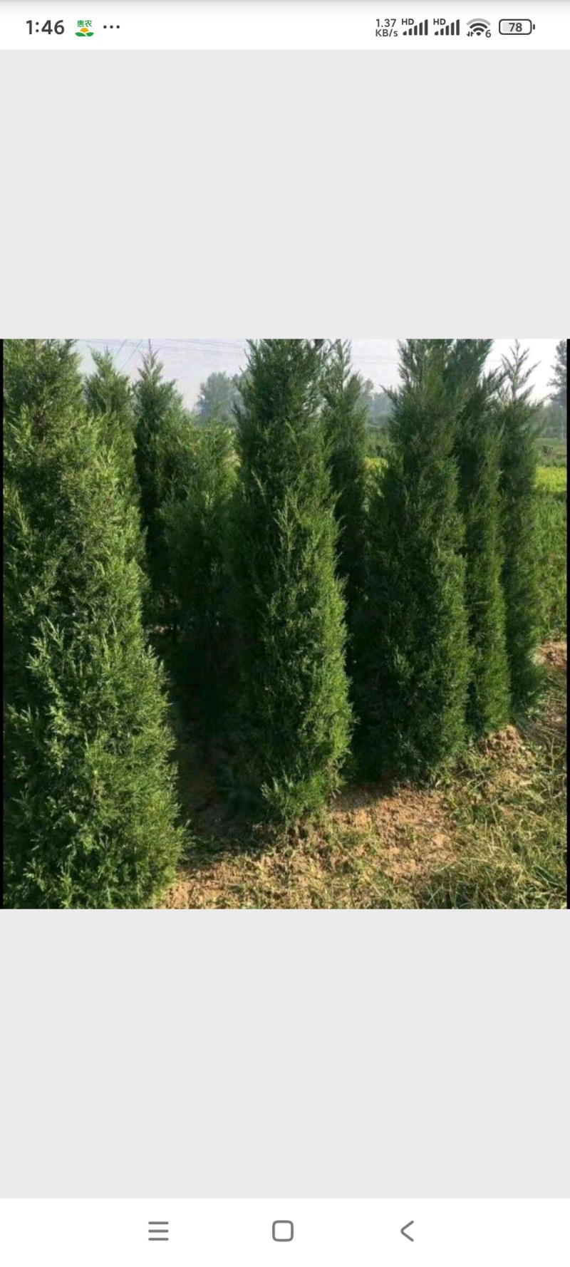 塔柏(蜀桧)桧柏塔柏树苗基地直供一手货源