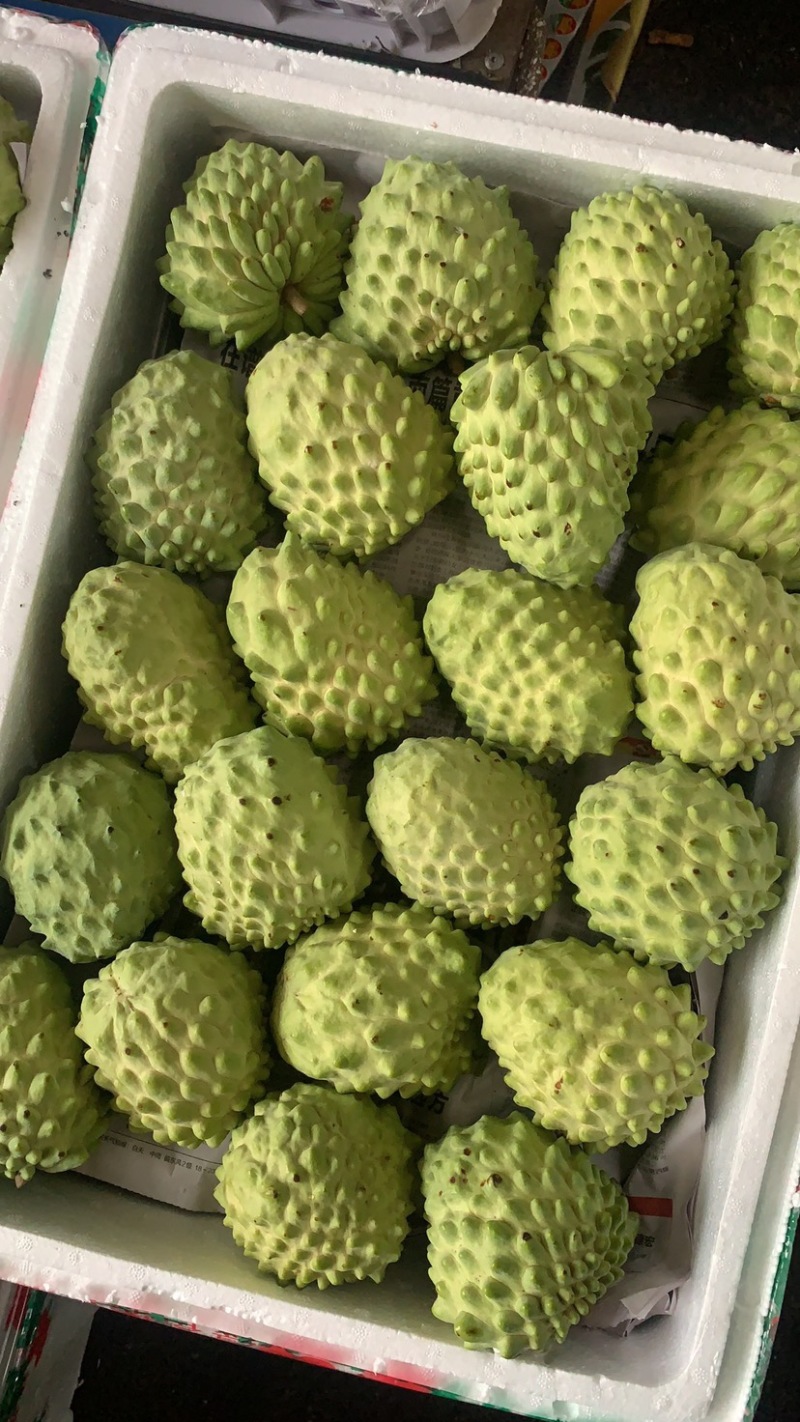 云南凤梨牛奶释迦基地直采各个型号足量装货