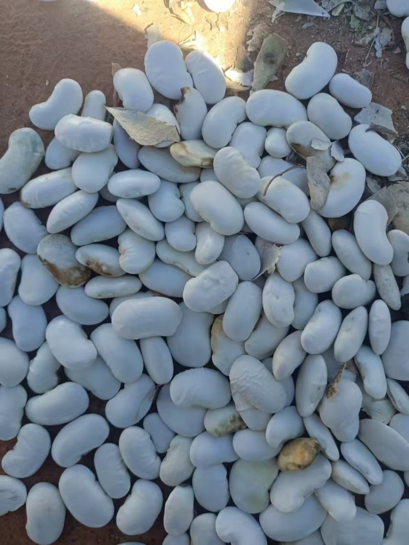 芸豆，云南精品白芸豆，基地直发量大从优欢迎来电诚信经营