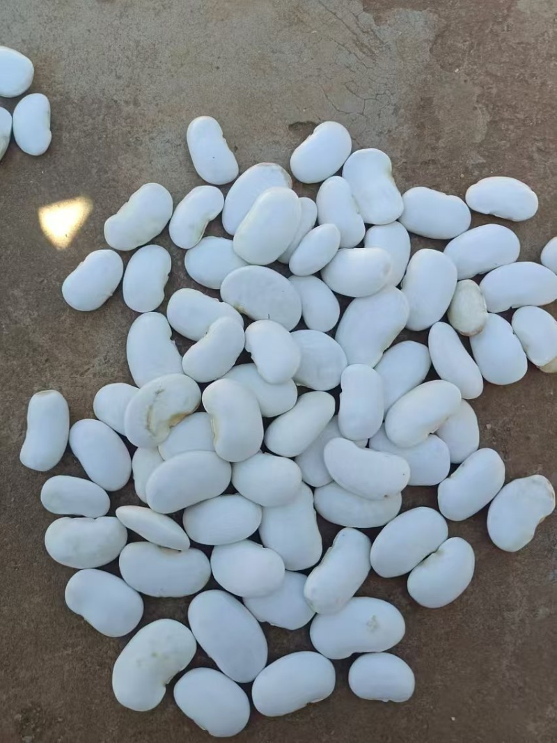 芸豆，云南精品白芸豆，基地直发量大从优欢迎来电诚信经营