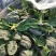 趴地菠菜
