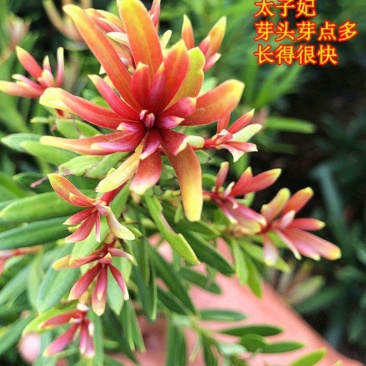罗汉松《太子妃罗汉松》抗性强长的快，红头罗汉松