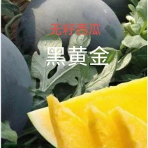 黑黄金无籽西瓜种子10克约150粒