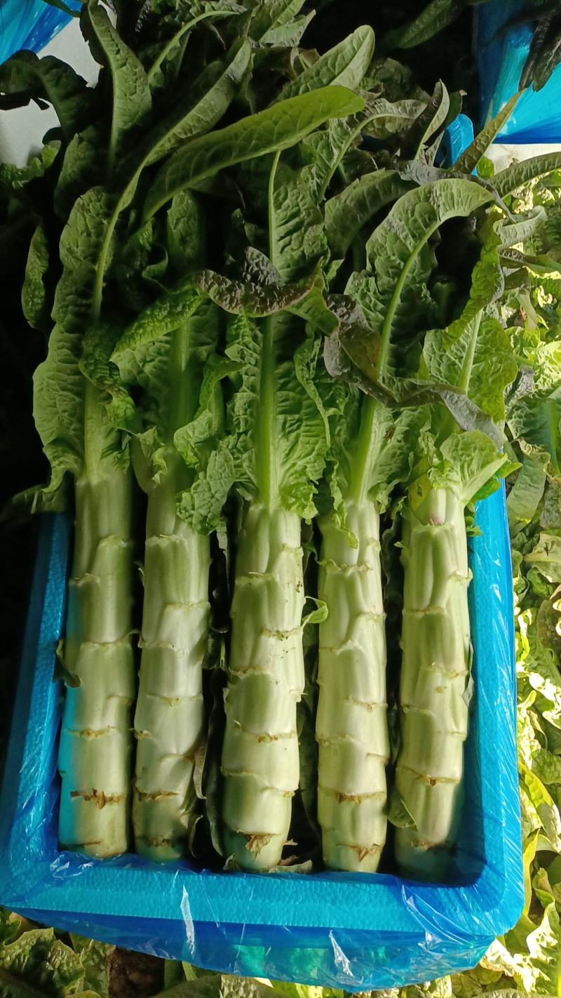 山东沂南精品红尖叶莴笋现大量上市了，保质保量，价格低。