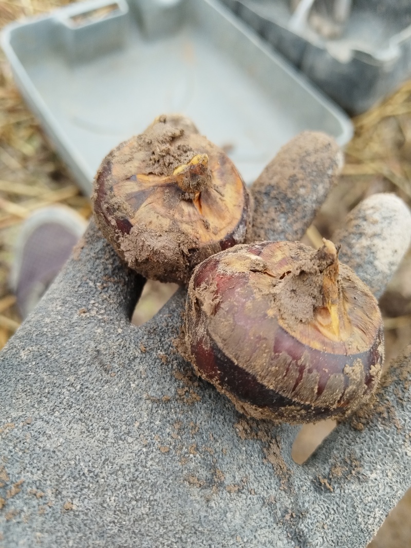 正宗广西荔浦马蹄清甜化渣产地直发自产自销无中间商