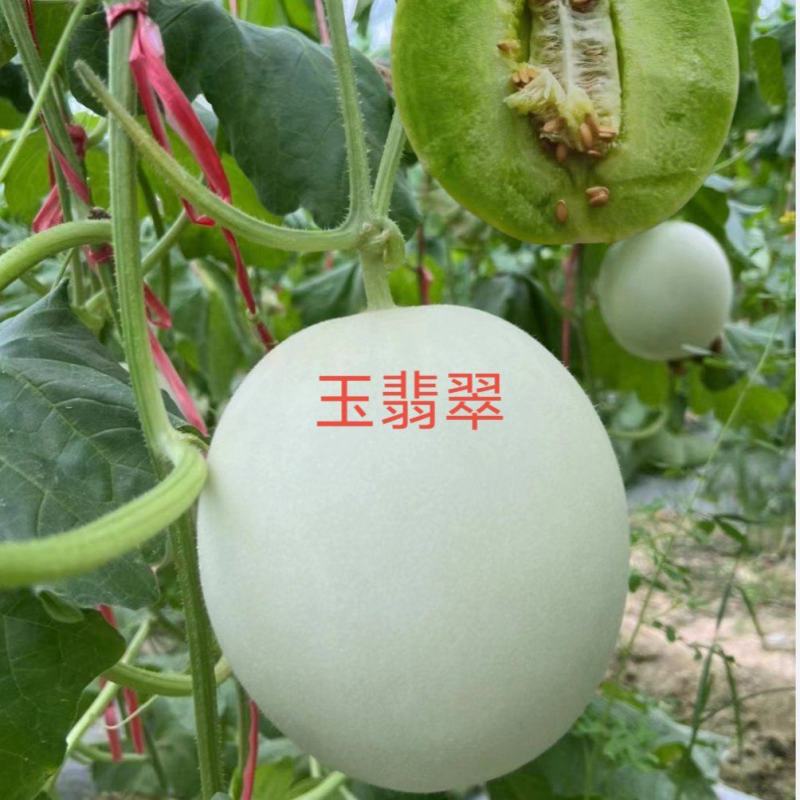 然龙玉翡翠白皮绿肉高圆型哈密瓜甜瓜种子玉菇类型