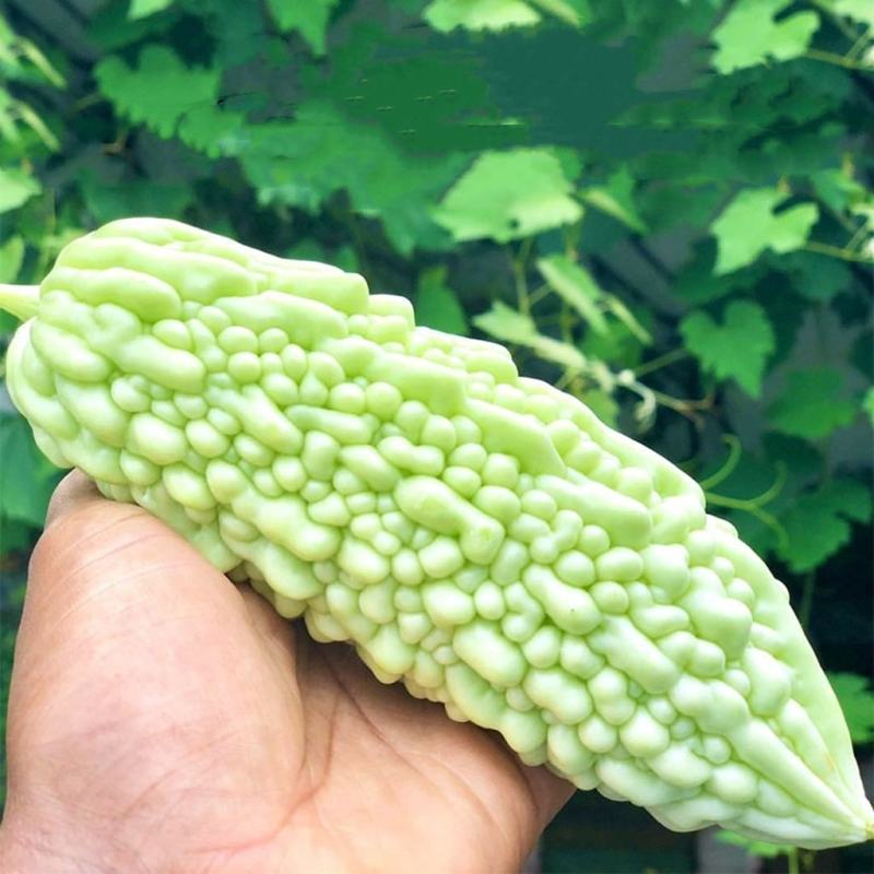 碧玉苦瓜种子耐寒抗热皮色绿白肉厚细脆口感好春秋均可种植