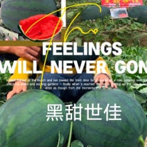 黑甜世佳黑皮甜王西瓜种子约300粒/袋