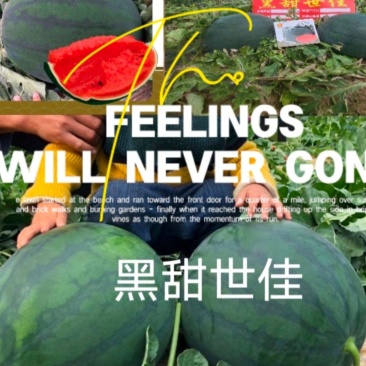 黑甜世佳黑皮甜王西瓜种子约300粒/袋