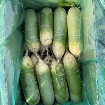 水果萝卜，肥城精品萝卜专业人员加工包装，质量上等，无慷心
