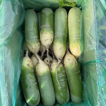 水果萝卜，肥城精品萝卜专业人员加工包装，质量上等，无慷心