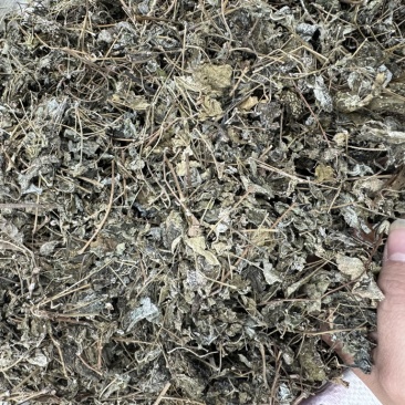 溪黄草溪黄茶嫩叶细梗不苦甘甜白茶