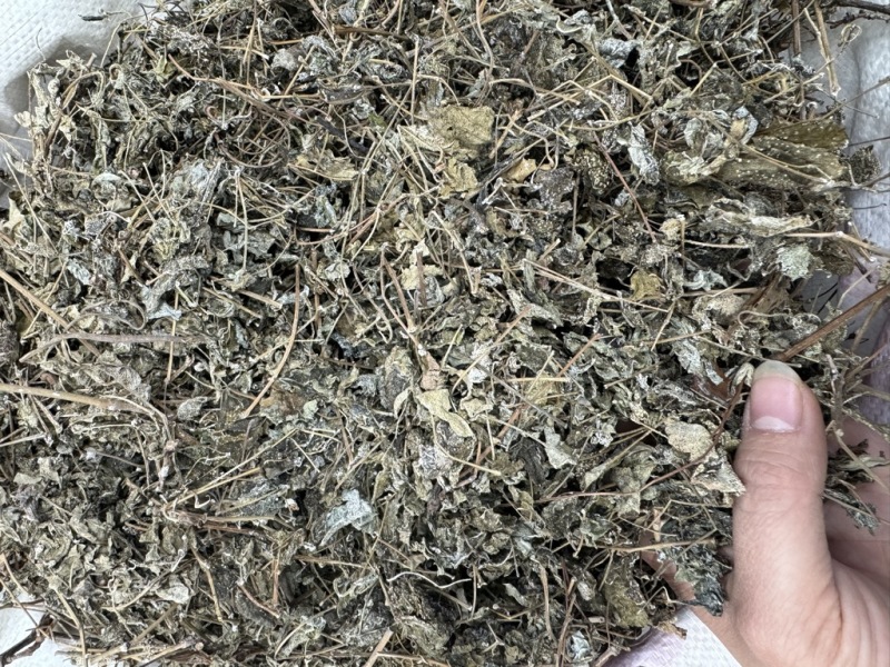 溪黄草溪黄茶嫩叶细梗不苦甘甜白茶