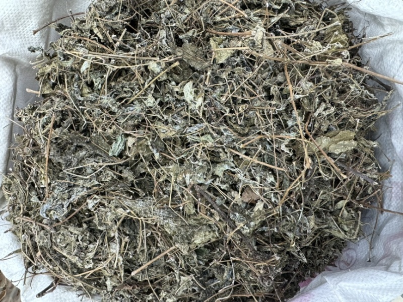 溪黄草溪黄茶嫩叶细梗不苦甘甜白茶