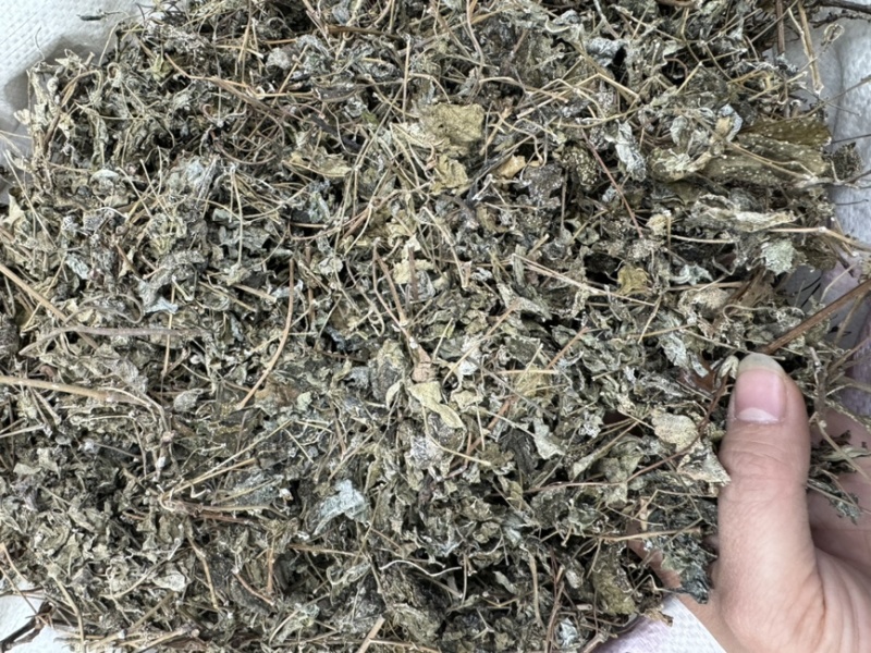 溪黄草溪黄茶嫩叶细梗不苦甘甜白茶