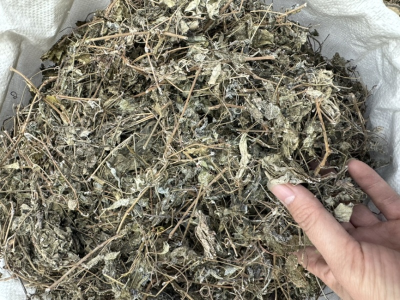 溪黄草溪黄茶嫩叶细梗不苦甘甜白茶