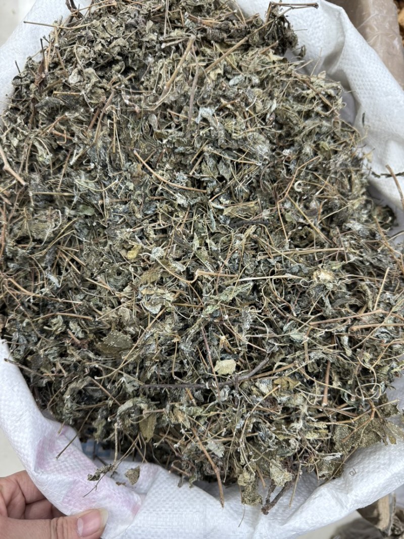 溪黄草溪黄茶嫩叶细梗不苦甘甜白茶
