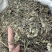 溪黄草溪黄茶嫩叶细梗不苦甘甜白茶