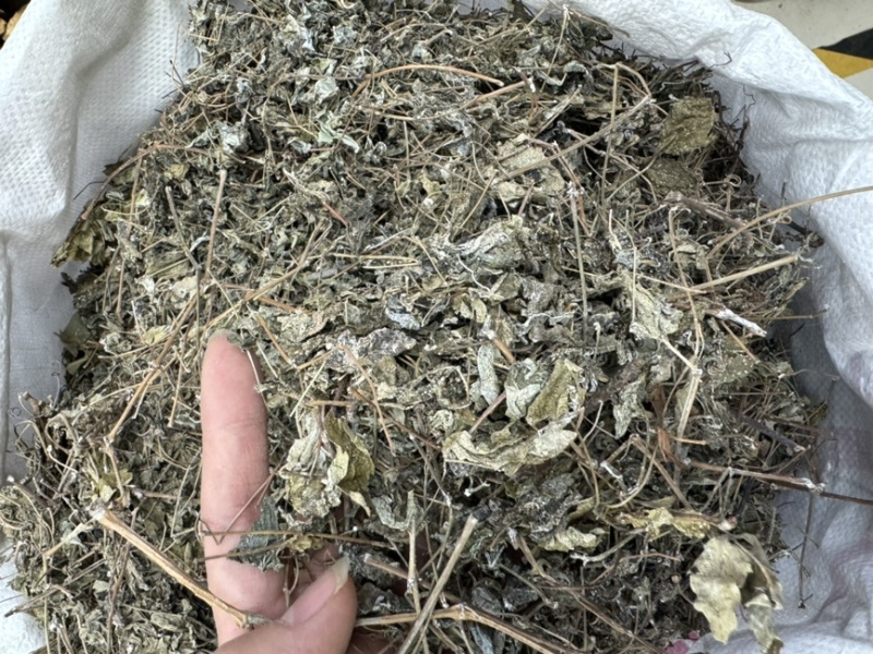 溪黄草溪黄茶嫩叶细梗不苦甘甜白茶