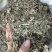 溪黄草溪黄茶嫩叶细梗不苦甘甜白茶