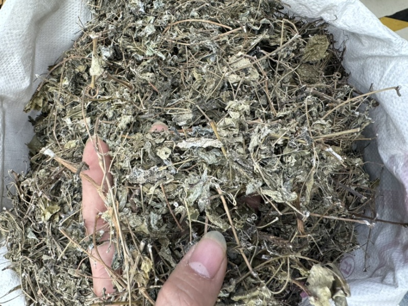 溪黄草溪黄茶嫩叶细梗不苦甘甜白茶
