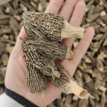羊肚菌干货特产肉厚精品非野生煲汤食材包邮